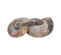2Pièces Pendentif Fossile de Conque Naturel avec Ammonite pour Collections Éducatives Décorations Uniques
