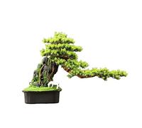2WFYJNITP Décoration Bonsaï Artificiel avec Pot carré en céramique, Fausses Plantes ornementales for Le Salon, l'entrée, Le Meuble TV Facile d'entretien