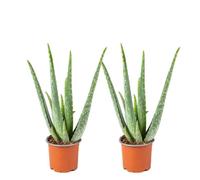 2x Aloe Vera Barbadensis - Plante succulente - Entretien facile - D10 5 cm - H30-35 cm