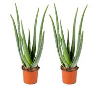 2x Aloe Vera Barbadensis - Plante succulente - Entretien facile - D12 cm - H35-40 cm