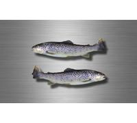 2x Autocollant Sticker Voiture Moto Peche Truite Poisson Pecheur