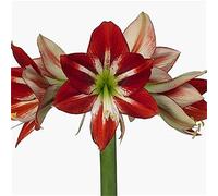 2x bulbi Amaryllis veri, Bulbi Di Amaryllis Specie Rare Papilio Butter Bulbi Di Hippeastrum Fiori Balcone Giardino Radici Forti Pianta Piena Di Profumo