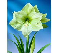 2x bulbi Amaryllis veri, Bulbi Di Amaryllis Specie Rare Papilio Butter Bulbi Di Hippeastrum Fiori Balcone Giardino Radici Forti Pianta Piena Di Profumo