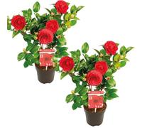 2x Camellia japonica 'Black Lace' - Rosier du Japon - Buisson - Persistant - ⌀15 cm - 30-35 cm