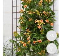 2x Campsis 'Indian Summer' - Creeper - Trompette Grimpeuse - Hardy - D15 cm - H55-65 cm