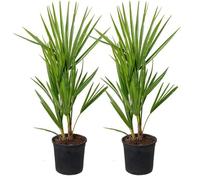 2x Chamaerops Humilis - Palmier nain européen - Palmier d'extérieur - Rustique - D15 cm - H40-50 cm