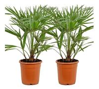 2x Chamaerops 'Humilis' - Palmier Nain Européen - Palmier - Rustique - D21 cm - H60-75 cm