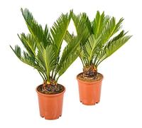 2x Cycas Revoluta - Peace Palm - Palmier - Facile d'entretien - D12 cm - H30-40 cm