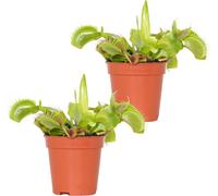 2x Dionaea Muscipula – Plante Carnivore – Facile d’entretien – ⌀6 cm – 05-10 cm