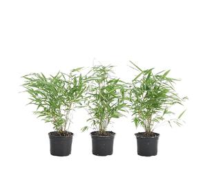2x Fargesia rufa - Bambou - Plante de jardin - Rustique - ⌀14 cm - 35-45 cm