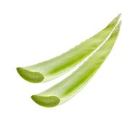 2x Feuilles d' Aloe Vera Fraîches 1 kg - Aloe Barbadensis, Gel Maison | Pulpe transparente à extraire chez soi pour recettes - matière végétale fraîche non préparée mit Kajal Sticker
