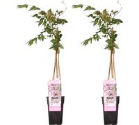 2X Glycine Floribunda 'Rosea' - ↨65Cm - Ø15