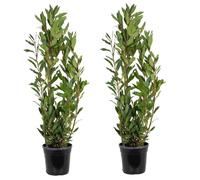 2x Laurus Nobilis - Laurier de cuisine - Arbuste - Persistant - ⌀21 cm - 80-100 cm