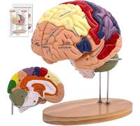 2X Life Size Human Brain Anatomical Model - 4-Piece Labeled (9 Colors) for Neuroscience Learning & Medical Function Identification