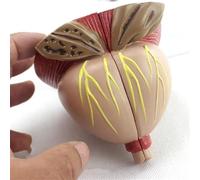 2X Life Size Prostate Male Anatomical Model - Human Organ for Educational Training, Detachable 4 Parts