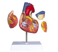 2X Modèle de cœur Anatomique élargi Le modèle de cœur Anatomique Amovible Modèle de cœur Cardiaque à 4 Parties pour étudier et enseigner