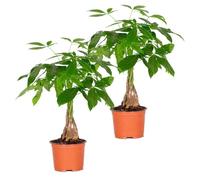 2x Pachira Aquatica - Arbre d'argent - Plante d'intérieur - Facile d'entretien - D12 cm - H25-35 cm
