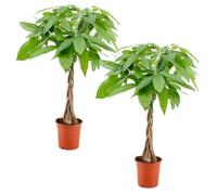 2x Pachira Aquatica - Money Tree - Plante d'intérieur - Entretien facile - D19 cm - H75-85 cm