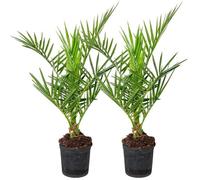2x Phoenix Canariensis - Palmier dattier des Canaries - Rustique - D15 cm - H50-60 cm