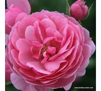 2x Rosier à fleurs groupées 'Pomponella' - Kordes Feeërieke roos Plant-o-fix-pot | Rosier compact, fleurs roses pompon, idéal massif romantique