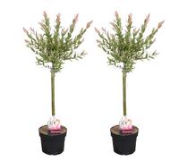 2x Salix Flamingo - Saule Panaché - Saule Ornemental - Rustique - D17 cm - H75-85 cm