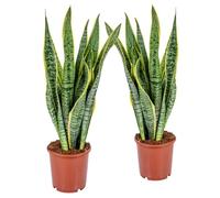 2x Sansevieria 'Laurentii' XL - Langue de dame - Succulente - Facile à entretenir - D17cm - H55-65 cm