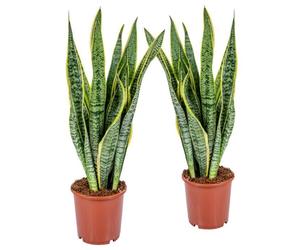 2x Sansevieria 'Laurentii' XL - Langue de dame - Succulente - Facile à entretenir - D17cm - H55-65 cm