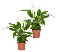2x Spathiphyllum 'Torelli' - Peace Lily - Purificateur d'air - D12 cm - H35-45 cm
