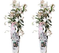 2x Trachelospermum 'Star von Ibiza' 65cm de haut - plante ornementale à fleurs parfumées pour le jardin