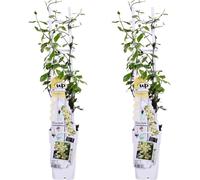 2x Trachelospermum 'Stern von Toscana' - Plante grimpante rustique à fleurs parfumées, 65 c