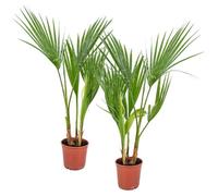 2x Washingtonia Robusta - Palmier Mexicain - Palmier Extérieur - Persistant - D14 cm - H35-45 cm
