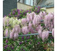 2x Wisteria Rosea - Wisteria - Rose - Plante grimpante - Facile d'entretien - ⌀15 cm - 60-70 cm