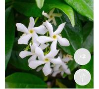 2xTrachelospermum Étoile de Venise - Jasmin de Toscane - Plante grimpante -Rustique-D15 cm-H60-70cm