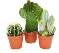 3 cactus plus gros différents dans un ensemble, pot de 12cm, env. 15-28cm de haut