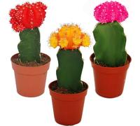 3 cactus raffinés de différentes couleurs dans un ensemble, pot de 5,5cm, env. 10-12cm de haut