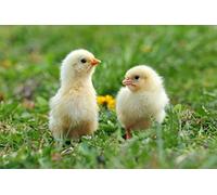 3 D Carte postale humoristique avec inscription en allemand "Tier" Motif oiseaux et oiseaux