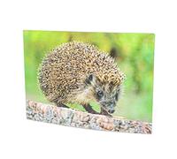 3 d'affichage Carte Hérisson Carte postale carte animé hologramme Carte Animaux Insectivora Animaux de la forêt