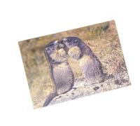 3 d'affichage Carte Marmottes Carte postale carte animé hologramme Carte Animaux Marmotte