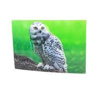 3 d'affichage Carte neige Chouette Carte postale carte animé hologramme Carte Animaux Hiboux Oiseaux Oiseaux Oiseaux de préhension