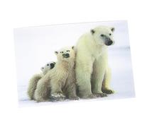 3 d'affichage Carte Ours Polaires Carte postale carte animé hologramme Carte Animaux Ours polaire