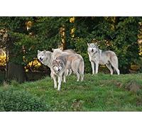3 d'affichage Carte wolfsrudel Loups Carte postale carte animé hologramme Carte Animaux Animaux de la forêt