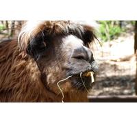 3 entrées au Parc Animalier Ginasservis Zoo valables du lundi au vendredi