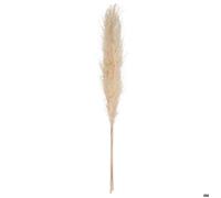 3 fleurs séchées ""Pampa naturelle"" H110cm - Atmosphera createur d'interieur - Ivoire