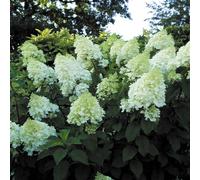 3 Hydrangea Paniculata 'Silver Dollar' 30-50 cm Hortensia paniculé feuillu