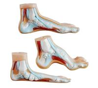 3 modèles de structure anatomique du pied modèles d ' anatomie du pied nature pour la démonstration en t les paramètres cliniques modèle d ' enseignement