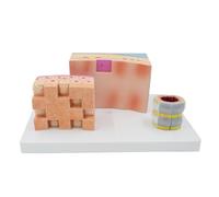 3 Parties Modèle Anatomique de Trachée Humaine Avec Identification Numérique et Socle d'Affichage, Modèle Anatomique de la Structure de la Trachée pour Recherche Scientifique