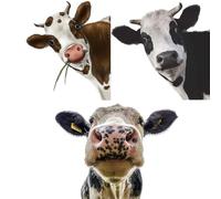 3 PièCes Autocollants Vache 3d - Auto-AdhéSifs 3d DrôLes Vache Animale - Pour Salon, Chambre à Coucher, Chambre D'Enfant, FenêTre, Porte, Mur, 30x30cm