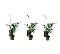 3 pièces de Fargesia Robusta Pingwu Bambou 30cm Pare-vue résistant à l'hiver & à feuilles persistantes, à croissance rapide, idéal pour le jardin, la haie & la terrasse, facile d'entretien