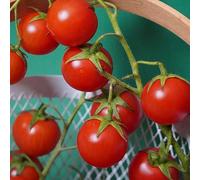 3 Plants Tomate cerise super Sweet en Pot
