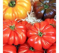 3 plants Tomate Marmande Claudia motte 7cm